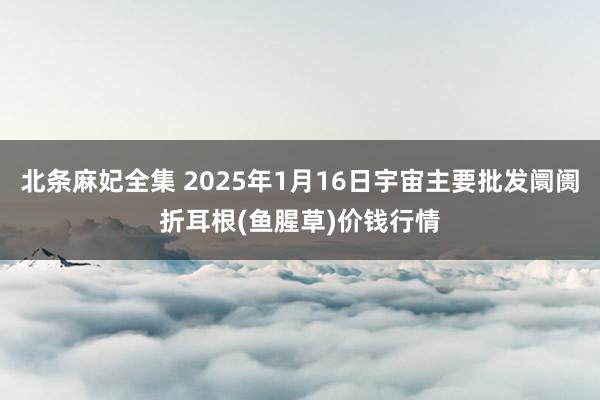 北条麻妃全集 2025年1月16日宇宙主要批发阛阓折耳根(鱼腥草)价钱行情